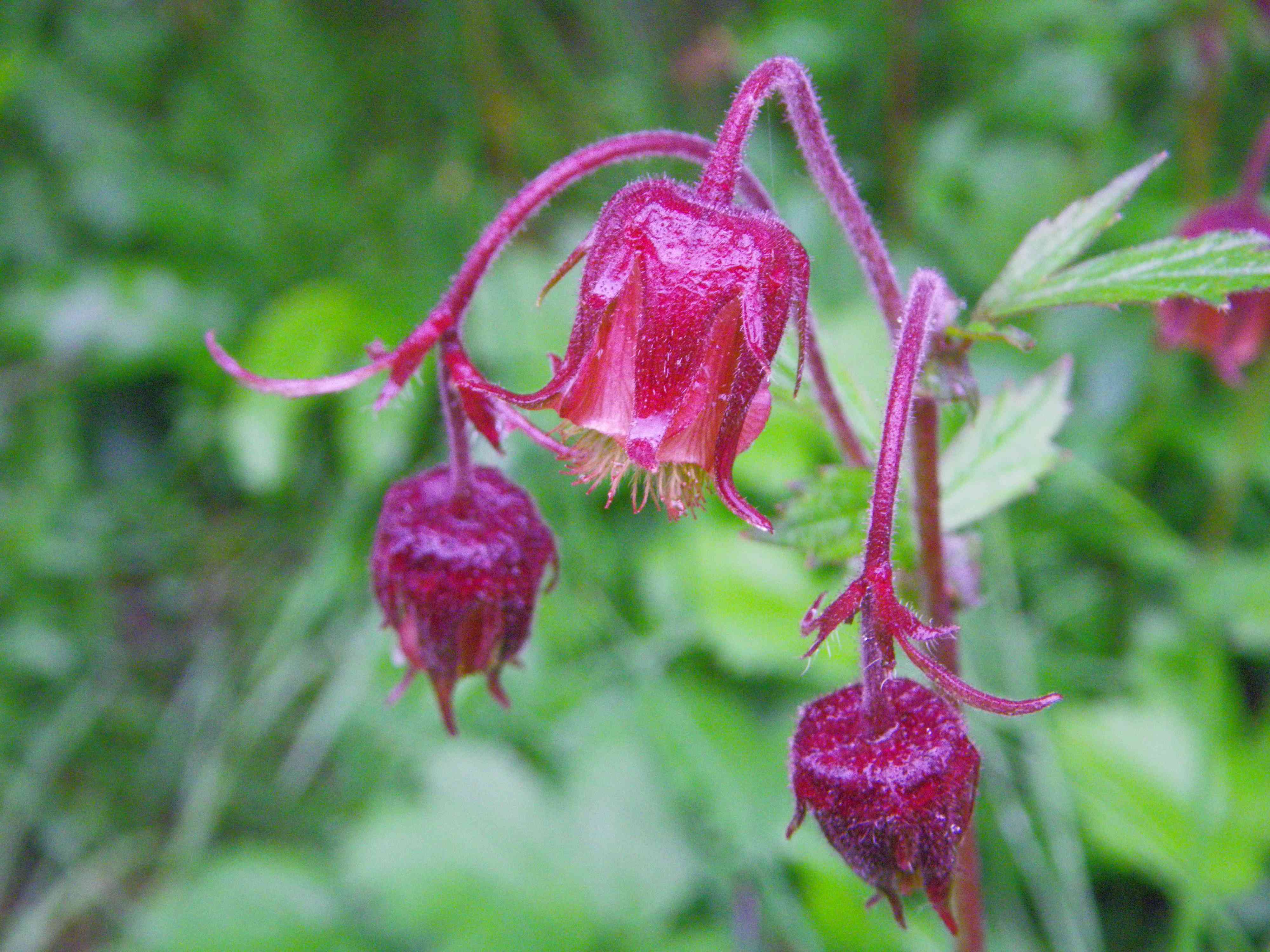Benoîte des ruisseaux au Pont du Countet, vallée de la Gordolasque. &copy; RIFFLET François - Parc national du Mercantour