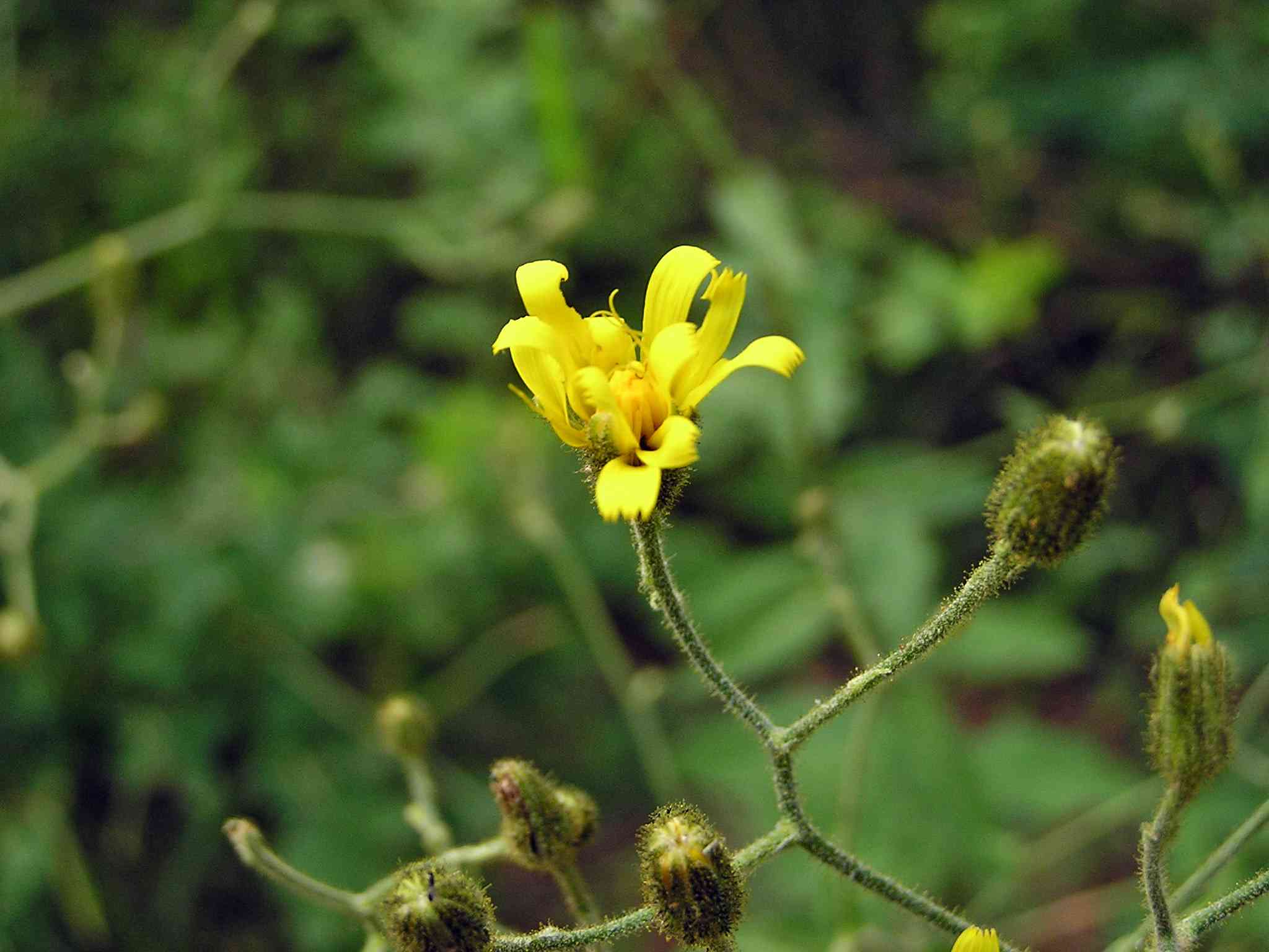 Épervière à feuilles de prénanthes ou Épervière faux Prénanthe. &copy; MARTIN DHERMONT Laurent - Parc national du Mercantour
