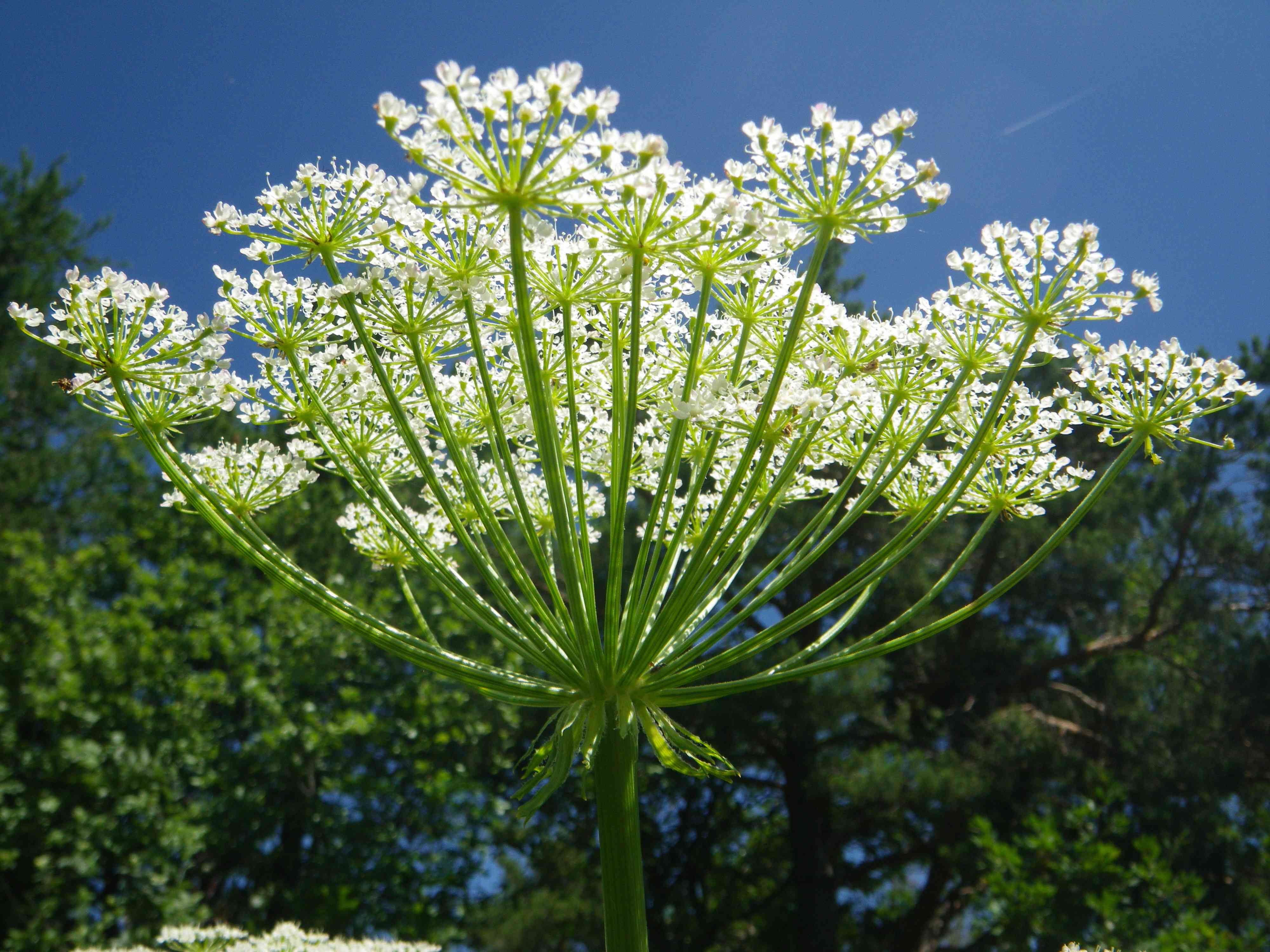 Laser de Gaule, Laser de France, Laser odorant. &copy; MARTIN DHERMONT Laurent - Parc national du Mercantour