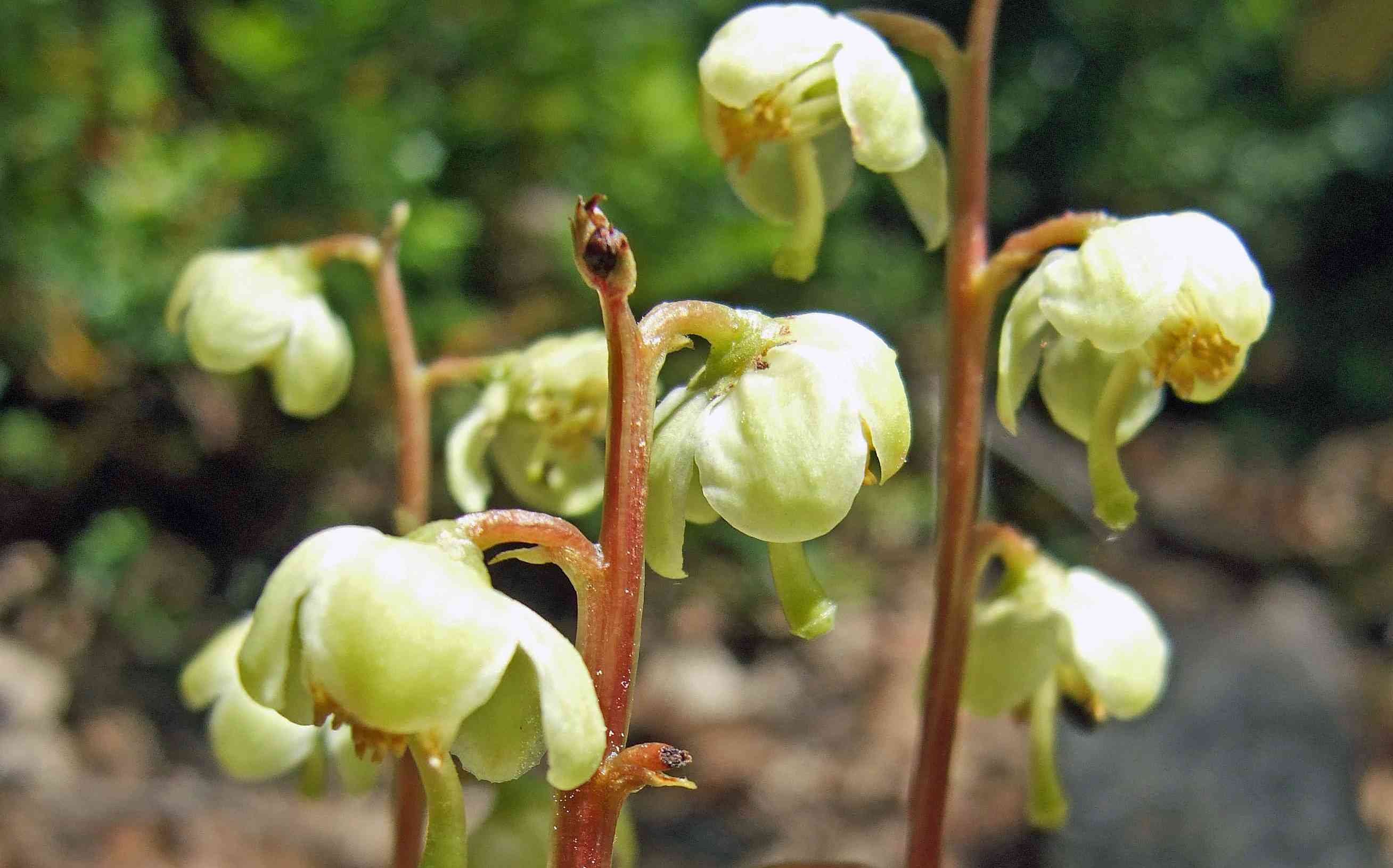 Pyrole verdâtre, Pyrole à fleurs verdâtres, Pirole à fleurs verdâtres. &copy; BENSA Marion - Parc national du Mercantour