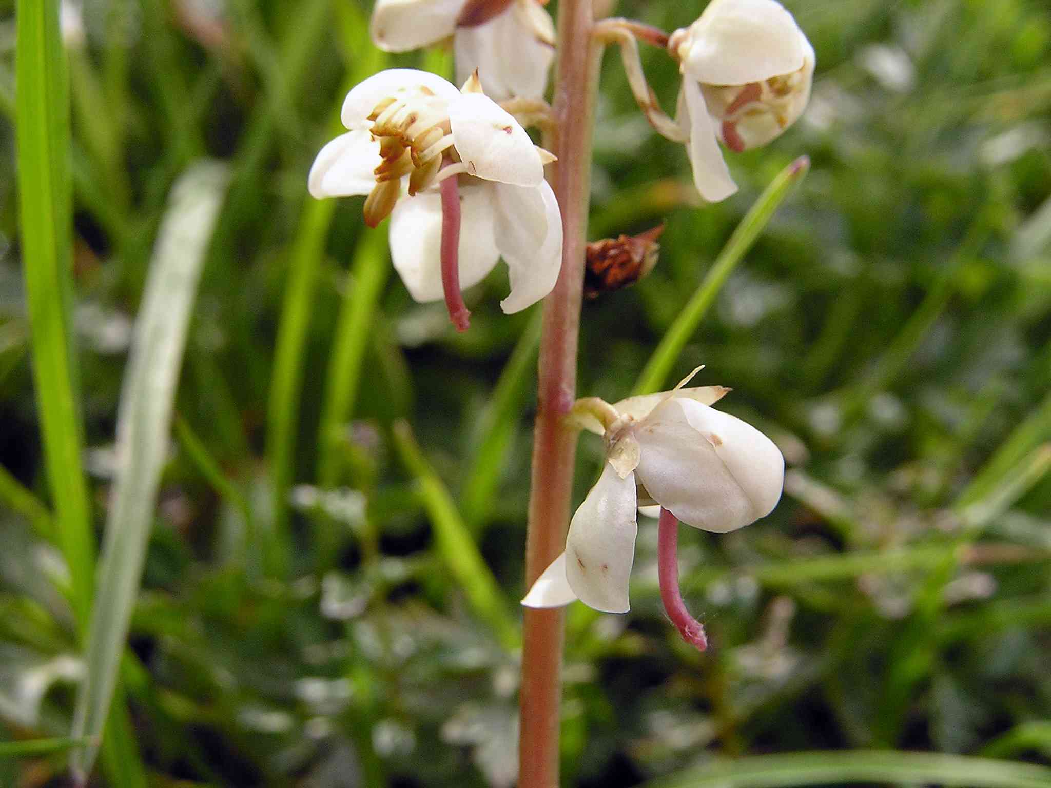 Pyrole à feuilles rondes ou Pirole à feuilles rondes. &copy; MARTIN DHERMONT Laurent - Parc national du Mercantour