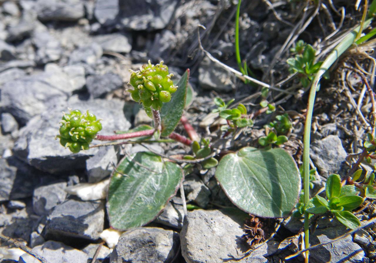 Renoncule à feuilles de parnassie en fruits, en été. &copy; MARTIN DHERMONT Laurent - Parc national du Mercantour.