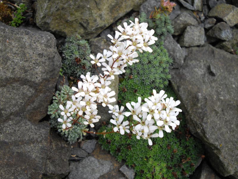 Saxifrage en forme de coquille ou Saxifrage en coquille &copy; Par Ghislain118 - CC BY-SA 3.0, https://commons.wikimedia.org/w/index.php?curid=12707708