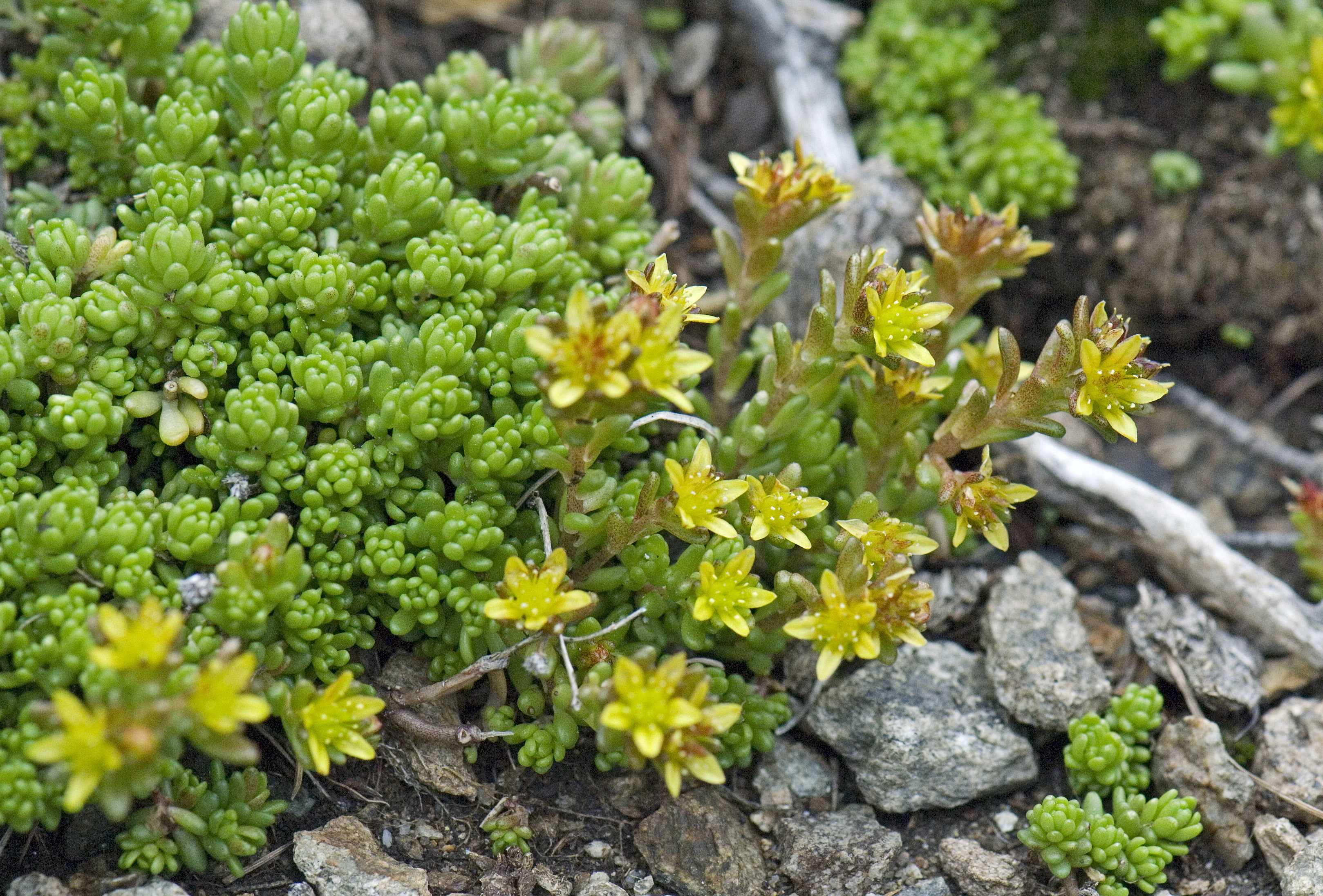 Orpin des Alpes en gros plan et en tout début d'été. &copy; GUIGO Franck - Parc national du Mercantour
