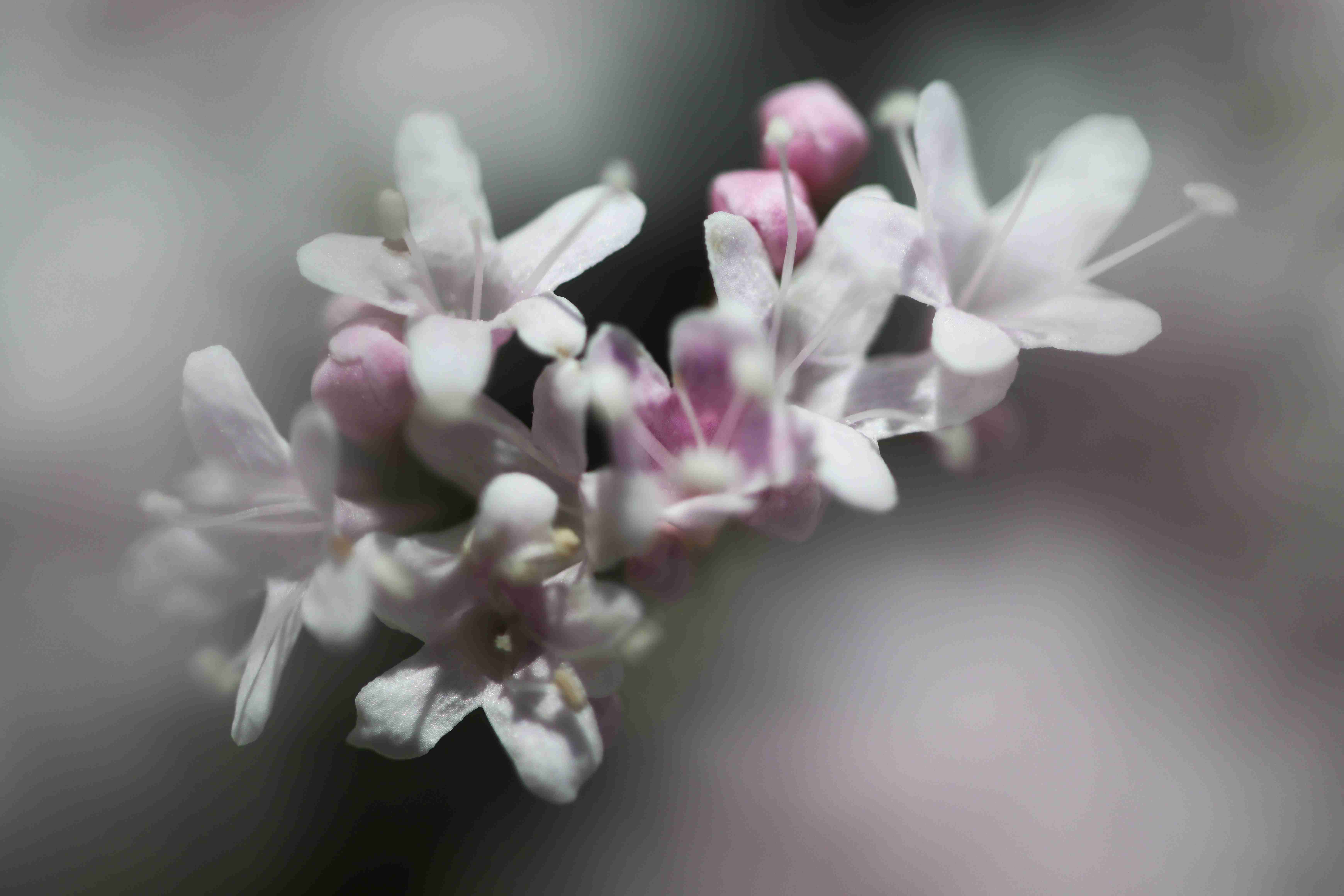Valériane des montagnes. &copy; ROUX Sophie - Parc national du Mercantour