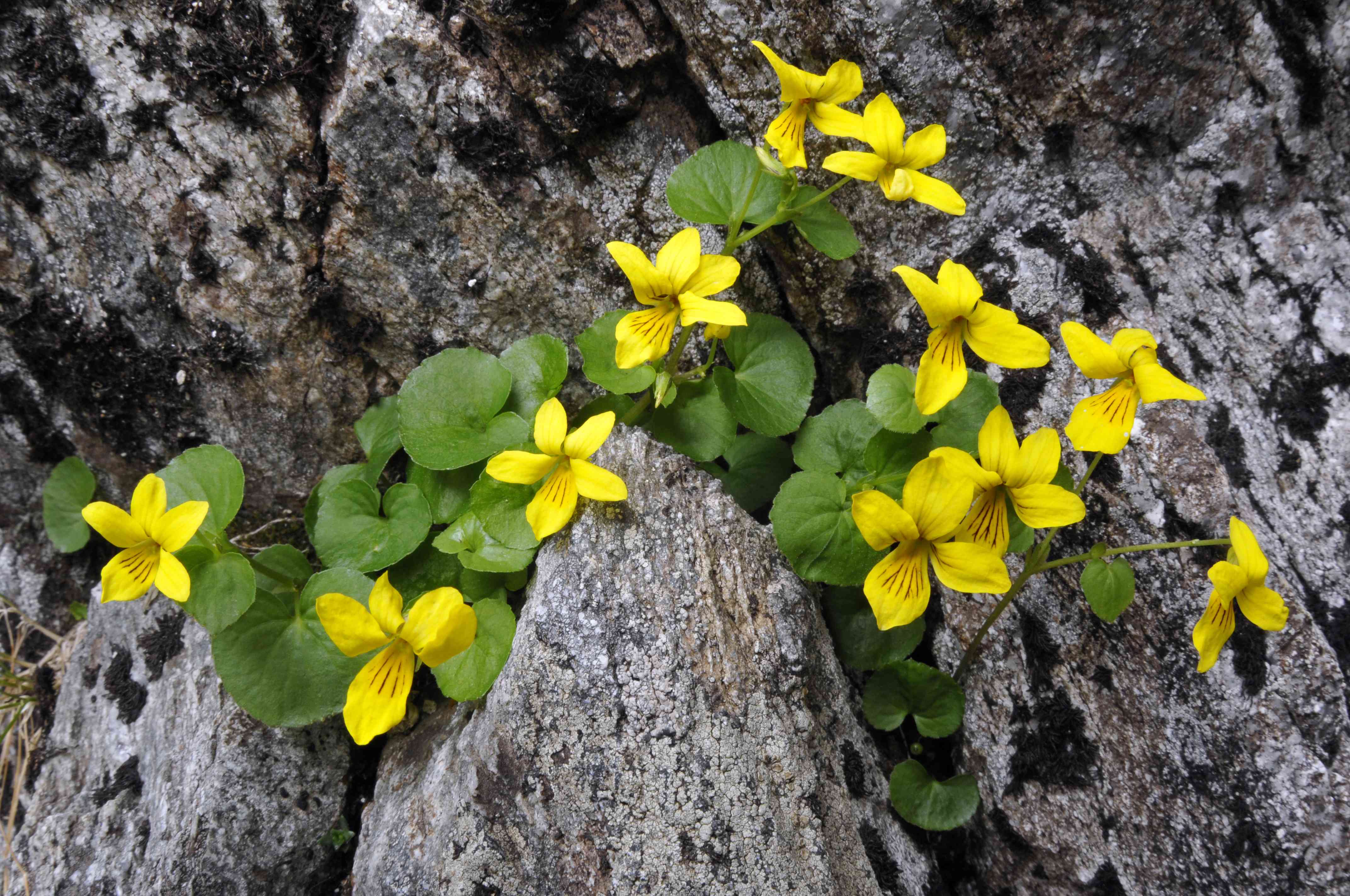Pensée à deux fleurs ou Violette à deux fleurs. &copy; TOMASINELLI Francesco - Droits limités accordés au Parc national du Mercantour.
