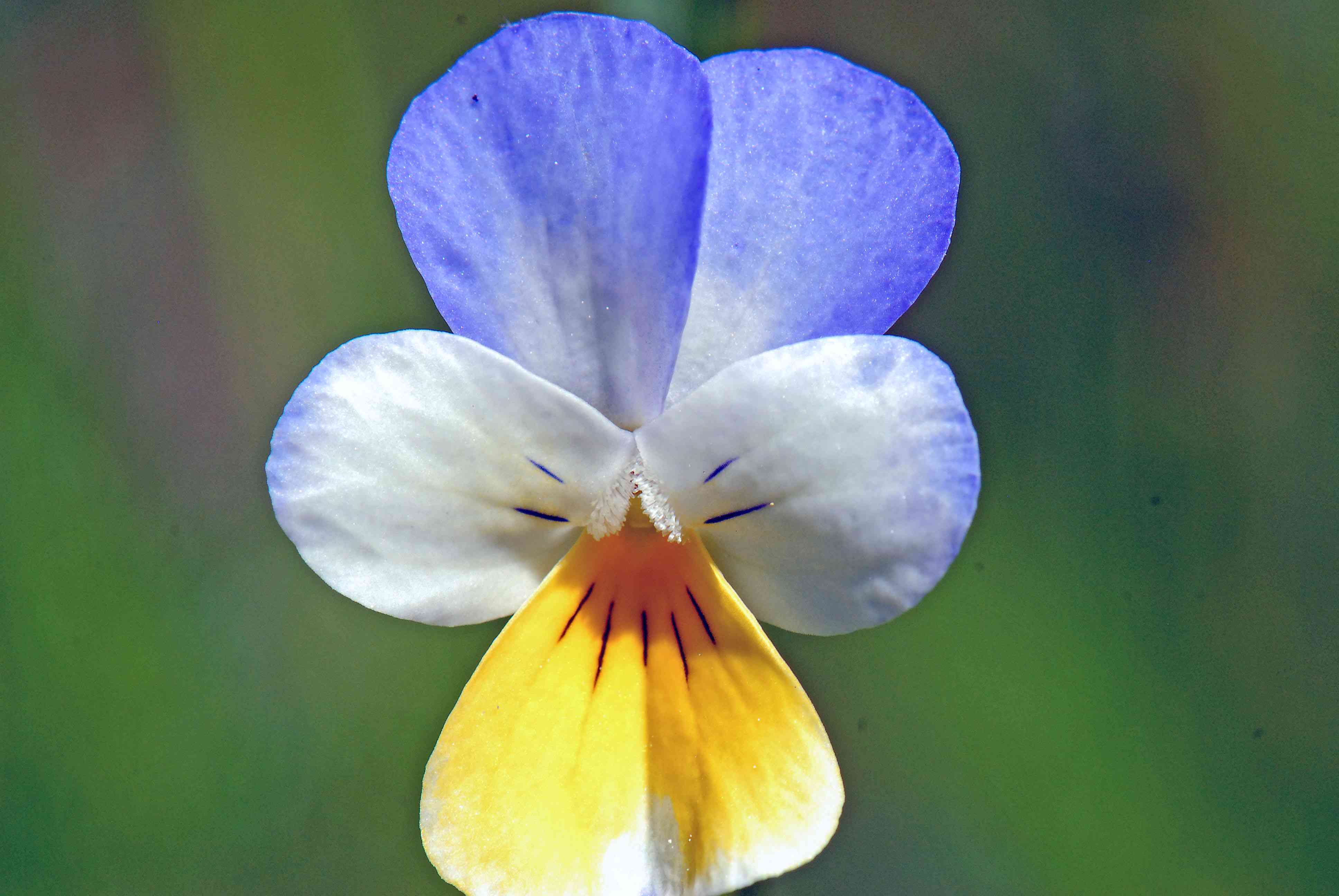 Pensée sauvage, Pensée tricolore. &copy; GUIGO Franck - Parc national du Mercantour