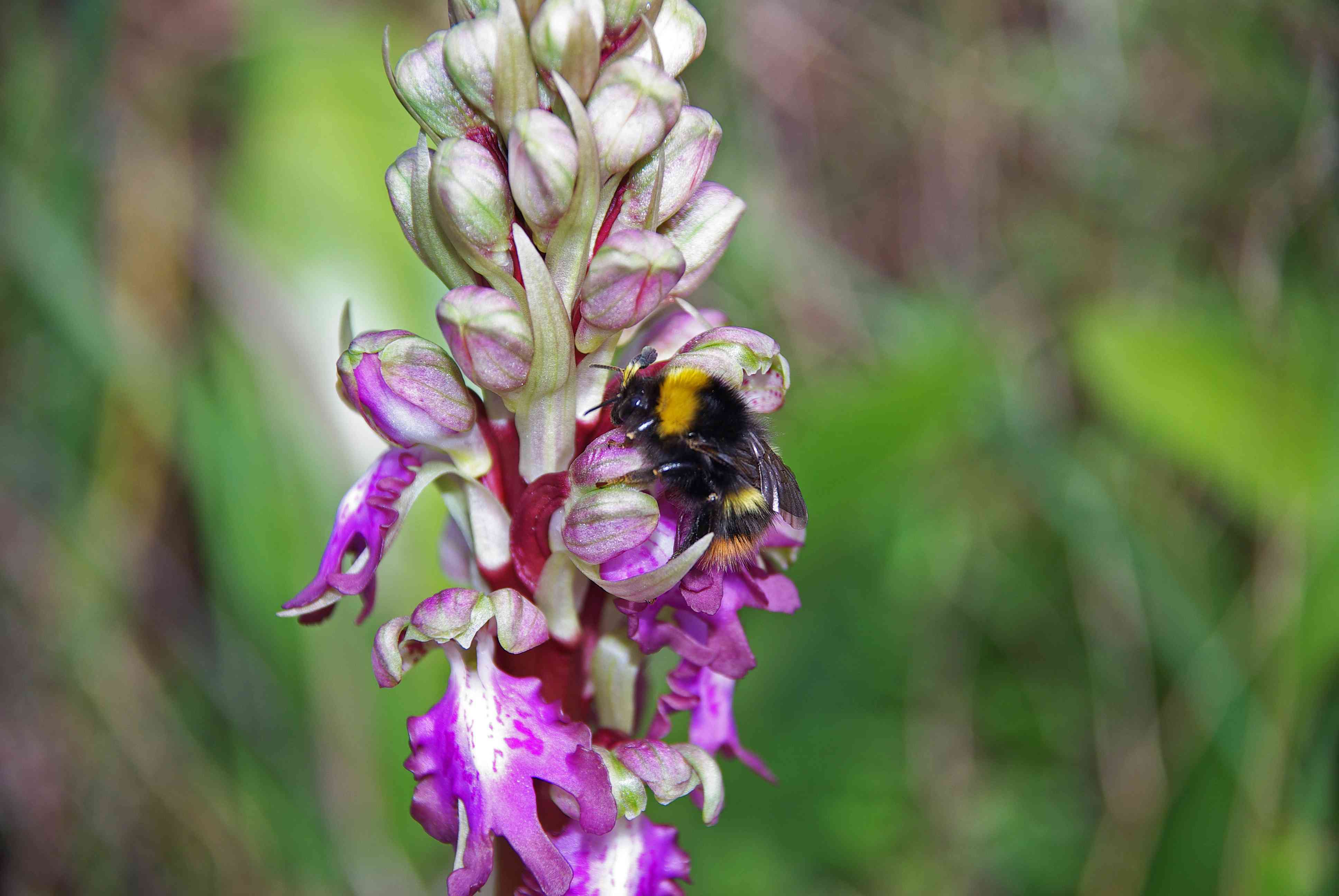 Insecte pollinisateur en action sur un orchis géant. &copy; CEVASCO Jean-Marie - Parc national du Mercantour.