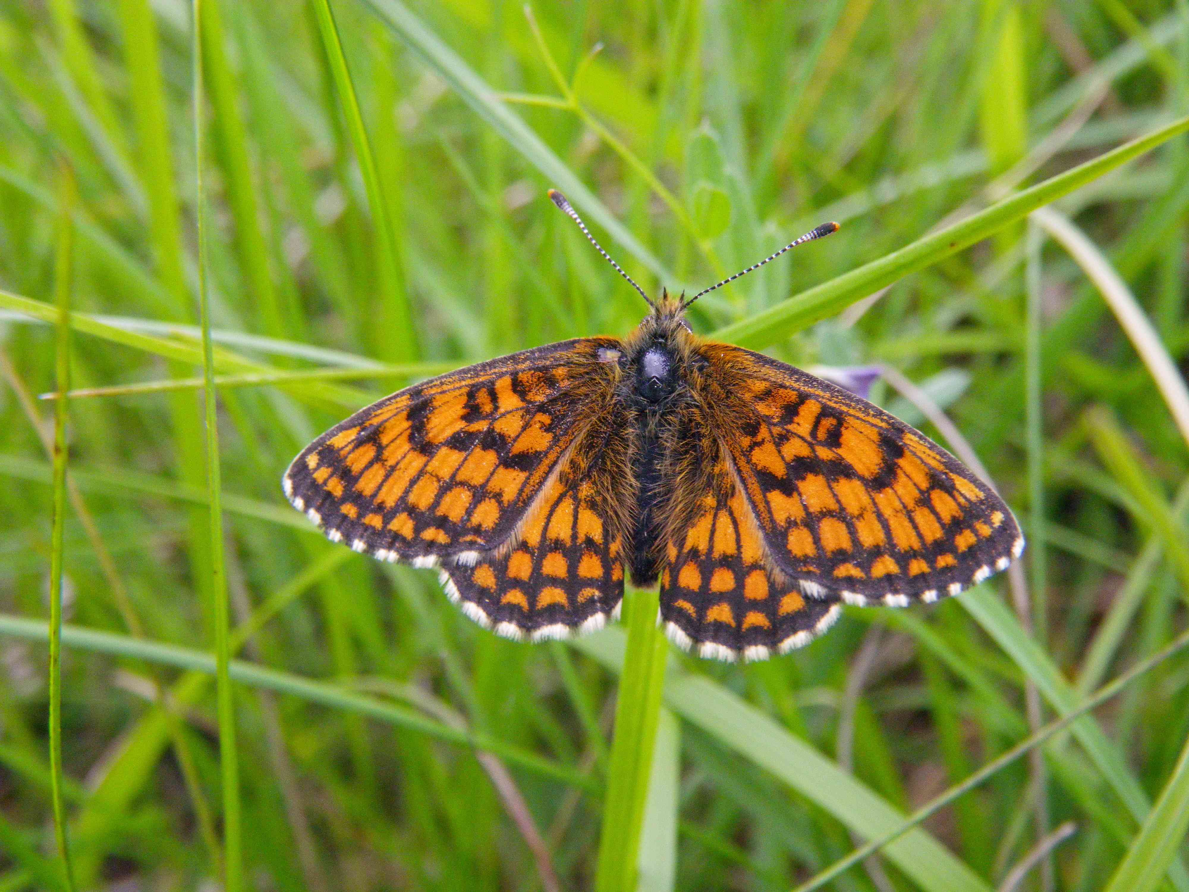 Mélitée  de la Lancéole à Châteauneuf d'Entraunes au mois de mai. &copy; BENSA Marion - Parc national du Mercantour
