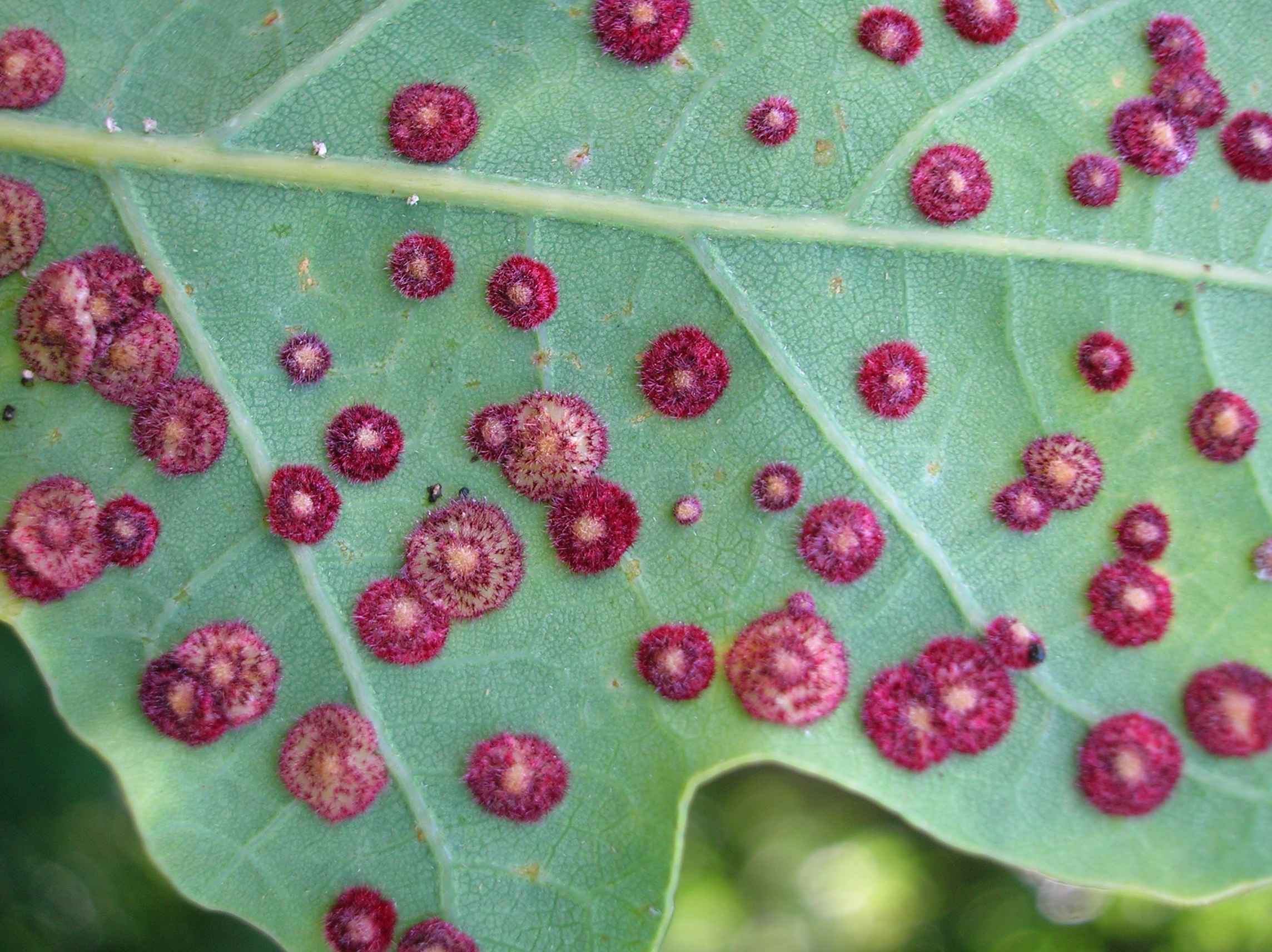Galles en lentille de Neuroterus quercusbaccarum sous une feuille de chêne. &copy; Par Roger Griffith - Domaine public, https://commons.wikimedia.org/w/index.php?curid=7486999