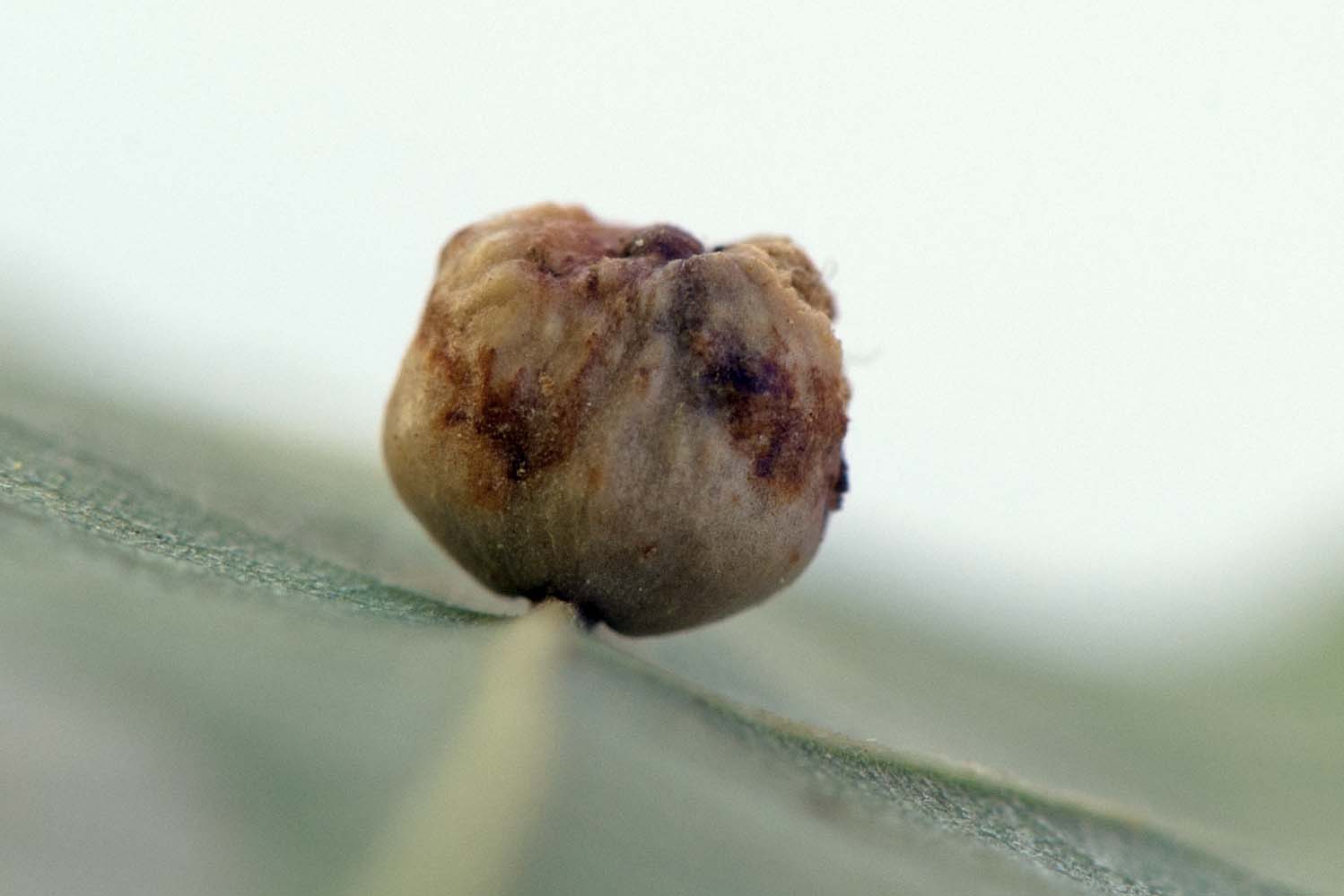 Galle de Cynips disticha accrochée à une feuille de chêne. &copy; Par Eugène Vandebeulque - https://www.galerie-insecte.org