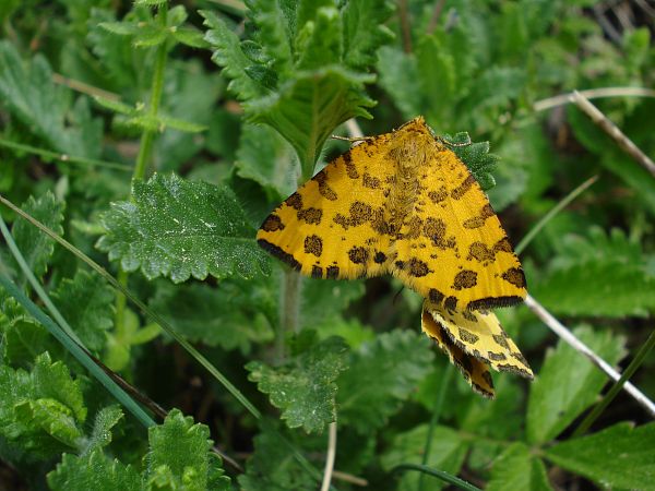 Au printemps, un papillon "panthère", (Pseudopanthera macularia), à Isola. &copy; LAURENT Olivier - Parc national du Mercantour