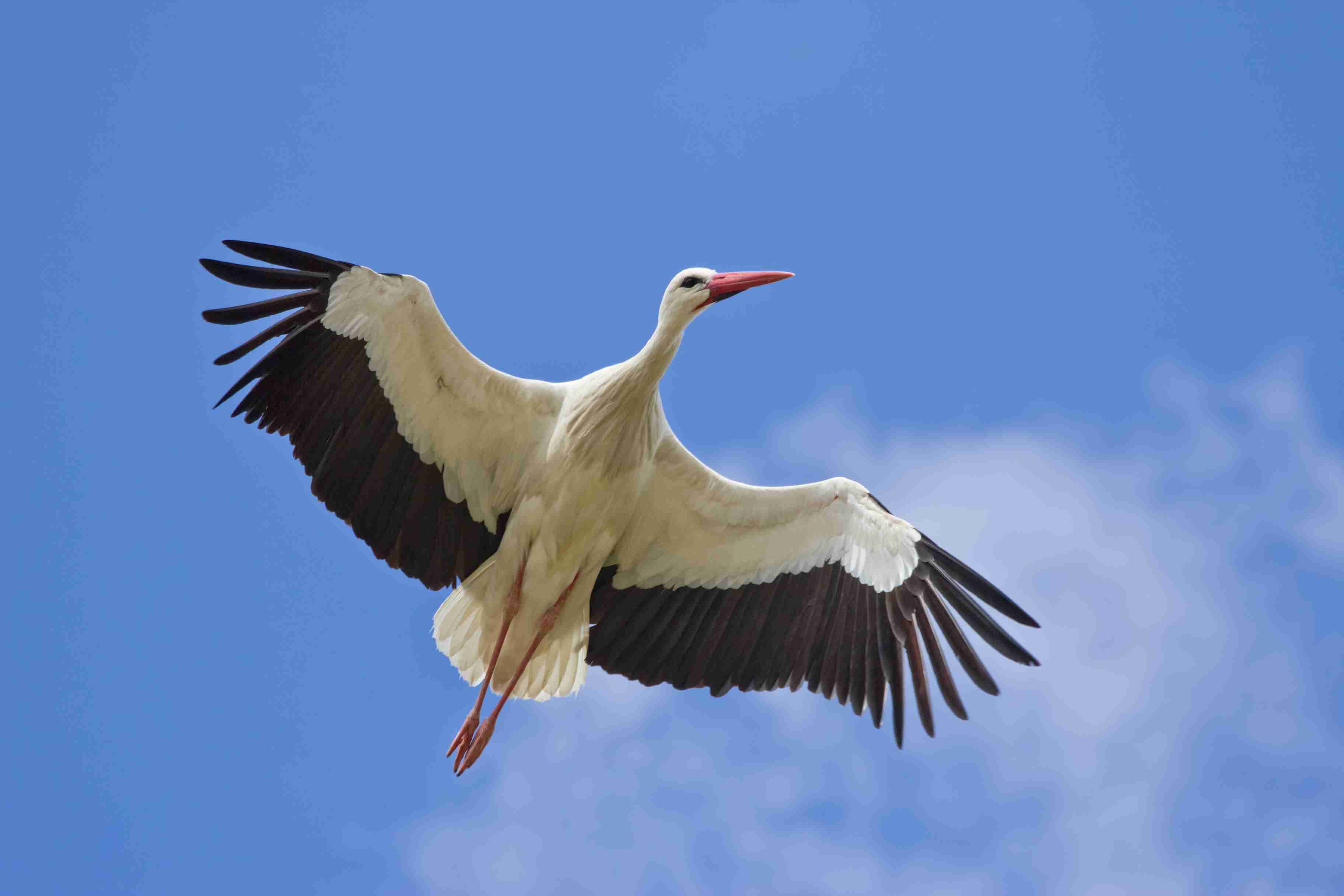 En vol, la Cigogne blanche a le cou tendu à l'horizontale. &copy; Par Carlos Delgado - CC BY-SA 3.0, https://commons.wikimedia.org/w/index.php?curid=25881901