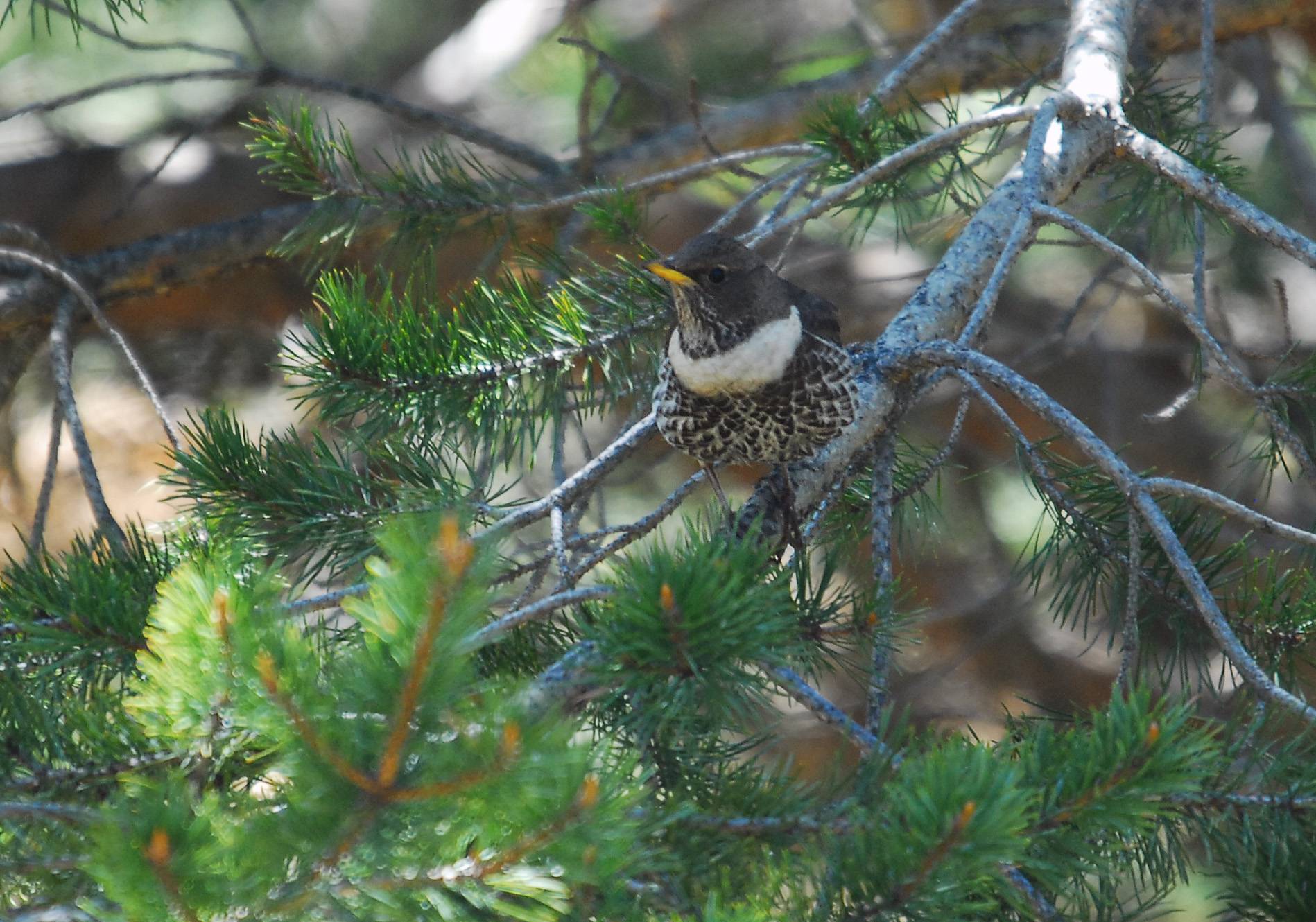 Merle à plastron posé sur une branche de pin au mois de mai &copy; GUIGO Franck - Parc national du Mercantour