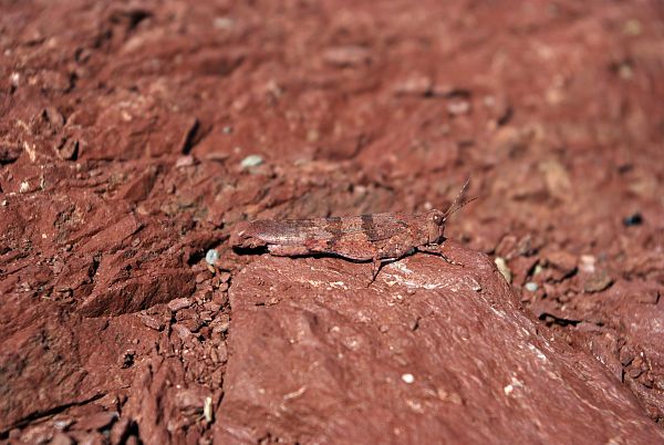 Oedipode rouge dans les pélites rouges près des gorges du Cians, secteur du Raton. &copy; ICARDO Emmanuel - Parc national du Mercantour
