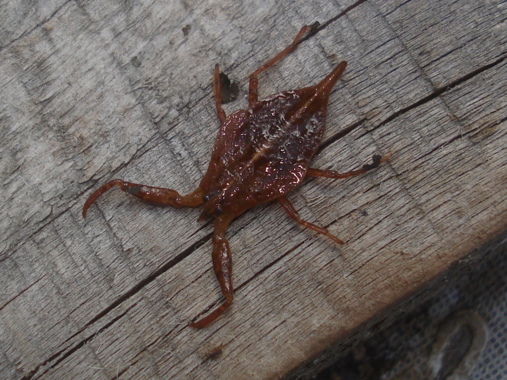 Nèpe cendrée, Nèpe rousse, Scorpion d'eau, Punaise scorpion. &copy; By Sanja565658 - BY-SA 3.0, https://commons.wikimedia.org/w/index.php?curid=7863088