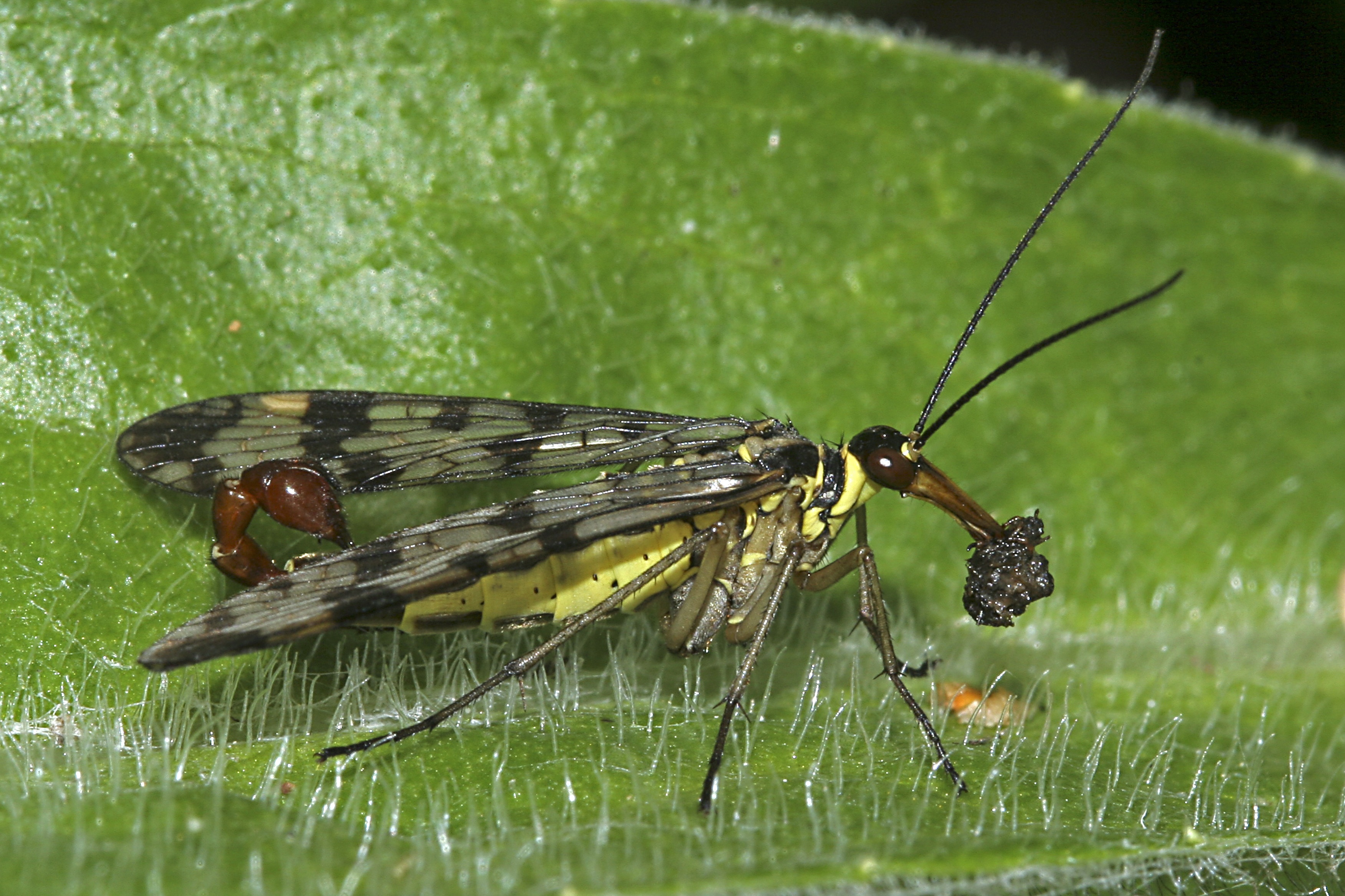 Une mouche scorpion (Panorpa communis) - mâle. &copy; Par Gabriel Buissart, CC BY 2.5
