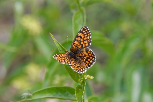 Mélitée des centaurées ou grand damier dans une prairie à la fin du printemps. &copy; LAURENT Olivier - Parc national du Mercantour