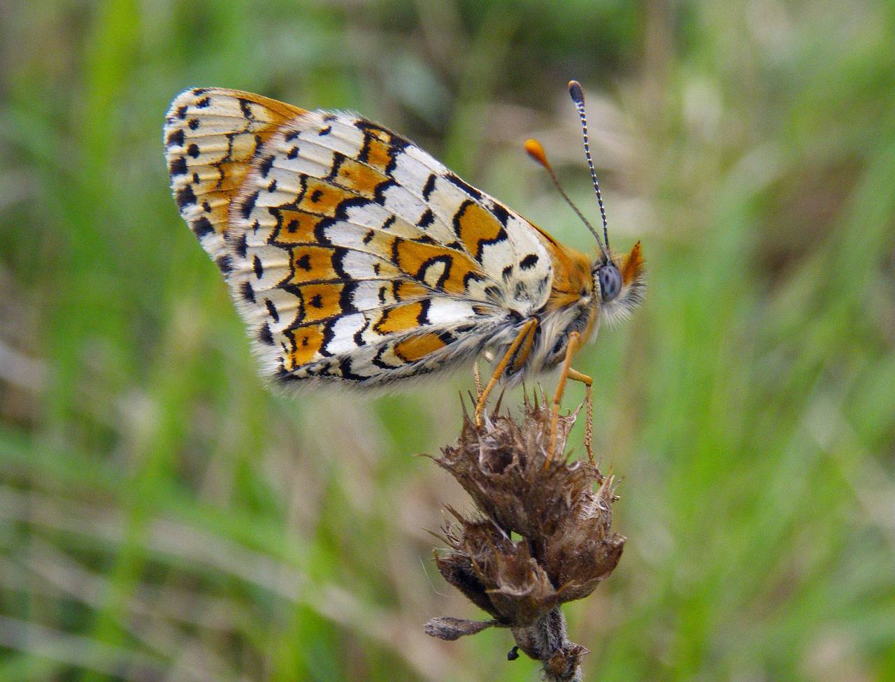 Mélitée du plantain dans la vallée de la Bendola, en Roya, au mois d'avril &copy; BENSA Marion - Parc national du Mercantour
