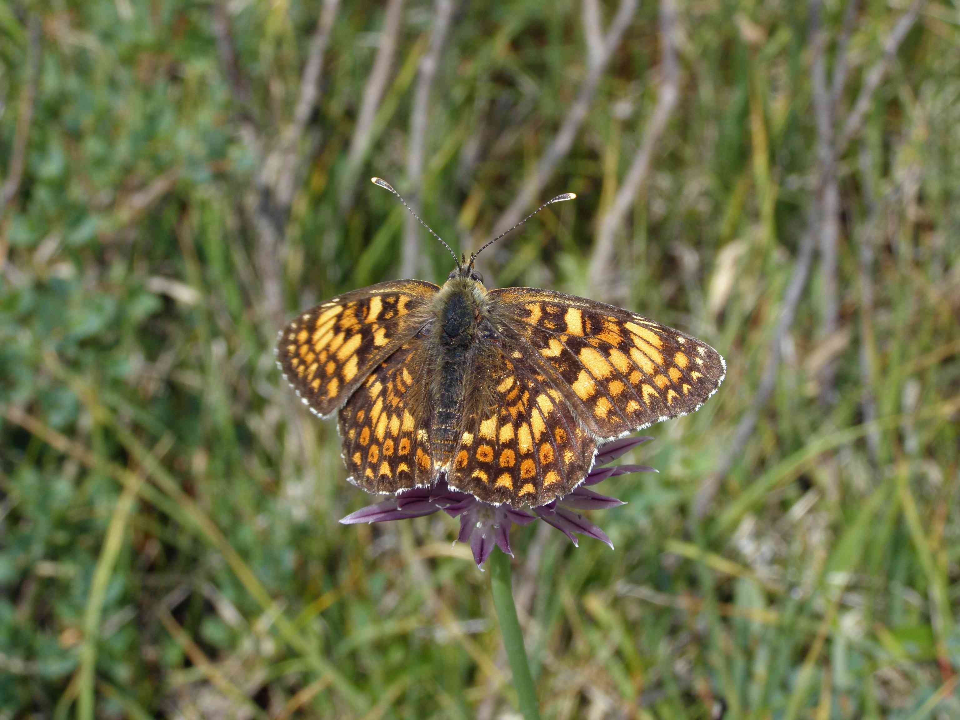 Damier de la succise dans le val Fourane à Larche, le 12 juillet 2011. &copy; MINSSIEUX Elise - Confiée au Parc national du Mercantour .