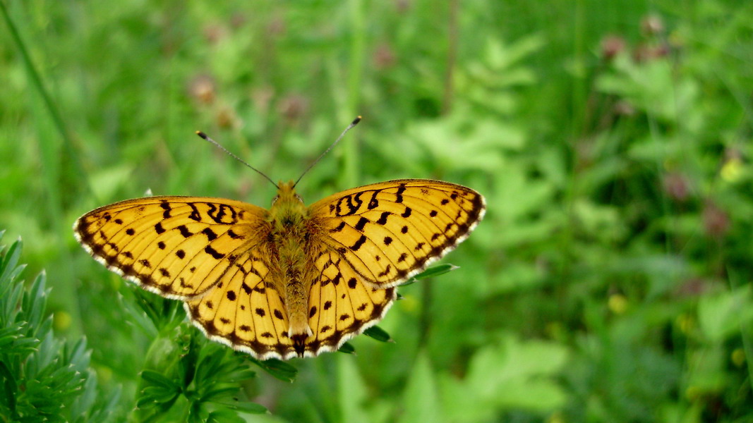 Nacré de la Sanguisorbe ou Nacré des Marais. &copy; Par Tocekas - Travail personnel, CC BY-SA 3.0.