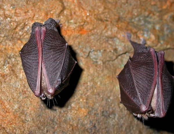 Petit rhinolophe, (Rhinolophus hipposideros), accroché au rocher et photographié au printemps. &copy; TURPAUD Anthony - Parc national du Mercantour