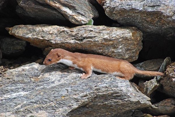 Une belette au printemps, au milieu de blocs rocheux empilés. &copy; PIERINI Philippe - Parc national du Mercantour