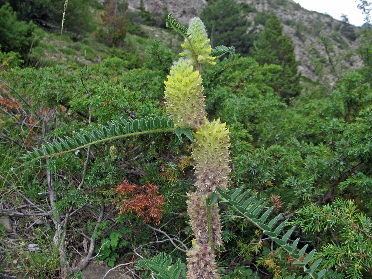 Queue de renard des Alpes dans le vallon du Bachelard en Ubaye. &copy; MARTIN-DHERMONT Laurent - Parc national du Mercantour