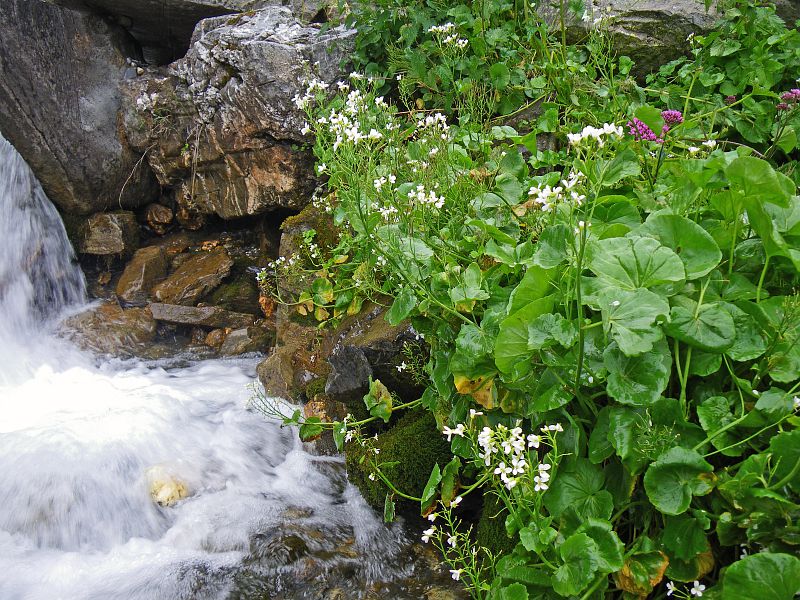 Cardamine à feuilles d'asaret, dans le Lauzanier, sur les rives d'un petit torrent. &copy; BRETON François - Parc nartional du Mercantour