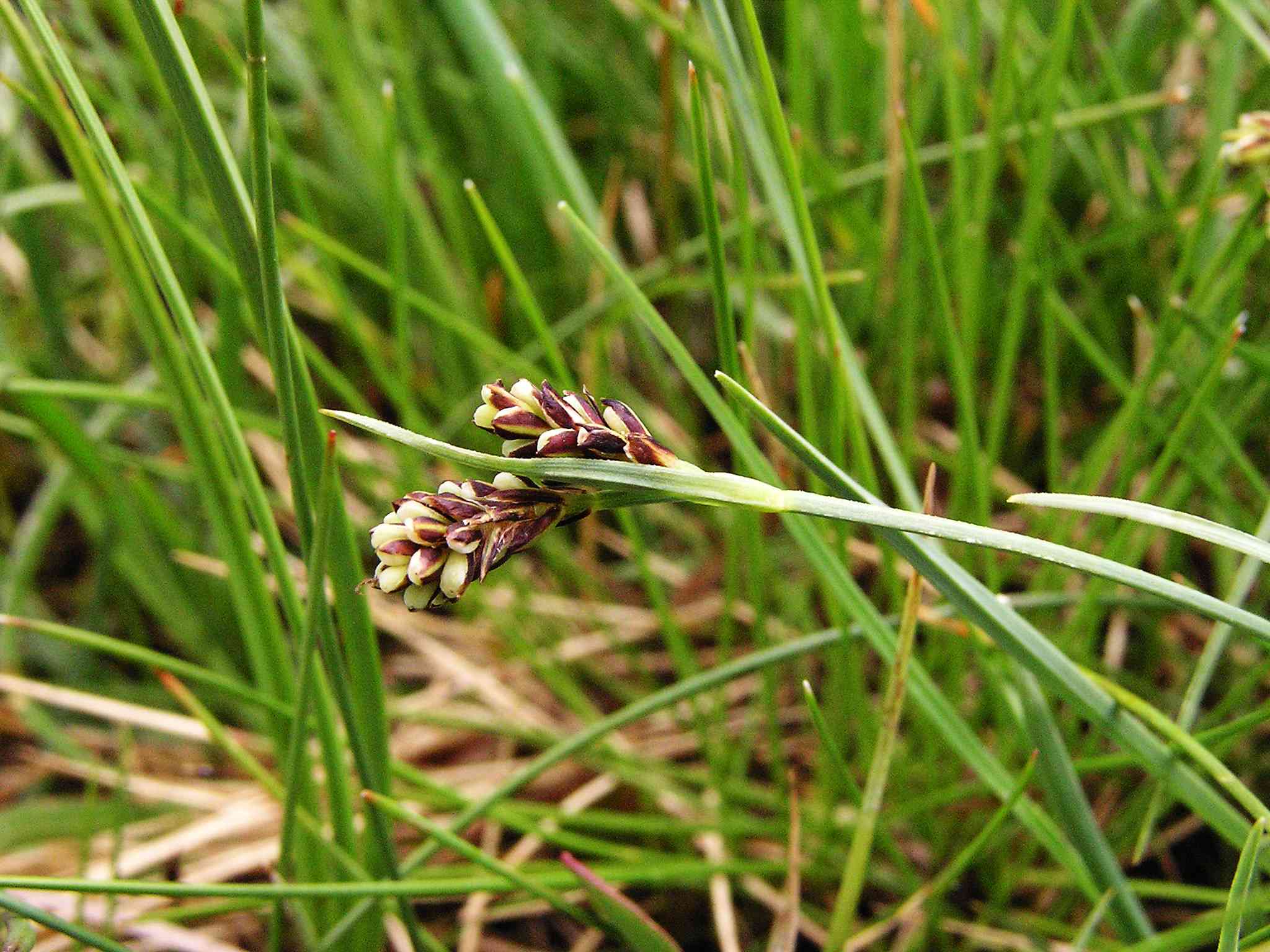 Laîche bicolore. &copy; MARTIN DHERMONT Laurent © Parc national du Mercantour