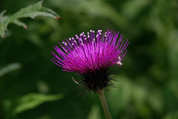 Cirse d'Allioni ou Cirse des montagnes, (Cirsium montanum). &copy; CEVASCO Jean-Marie - Parc national du Mercantour