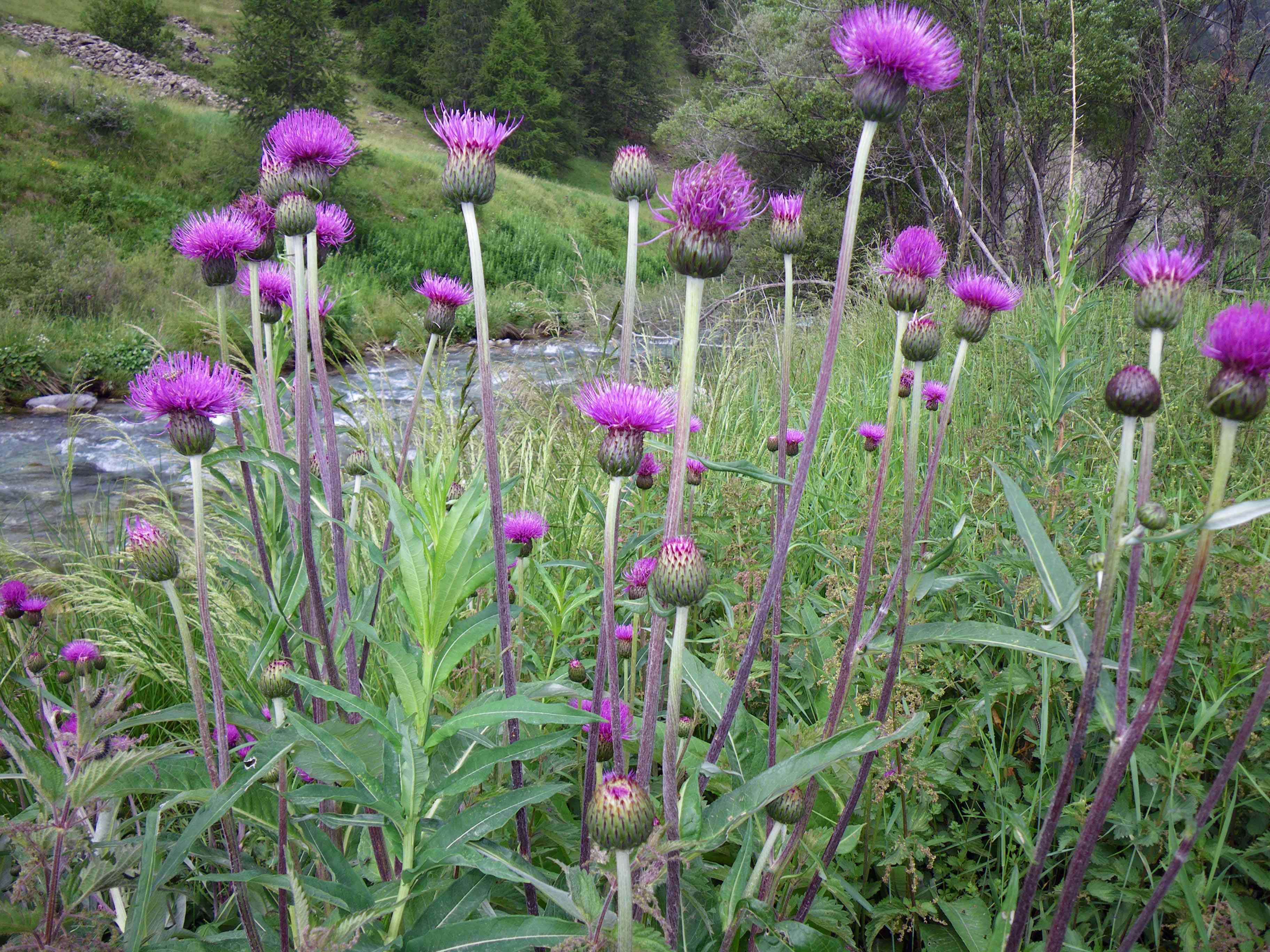 Cirse faux hélénium à Larche au début du mois de juillet, l'Ubayette en arrière plan. &copy; BRETON François - Parc national du Mercantour