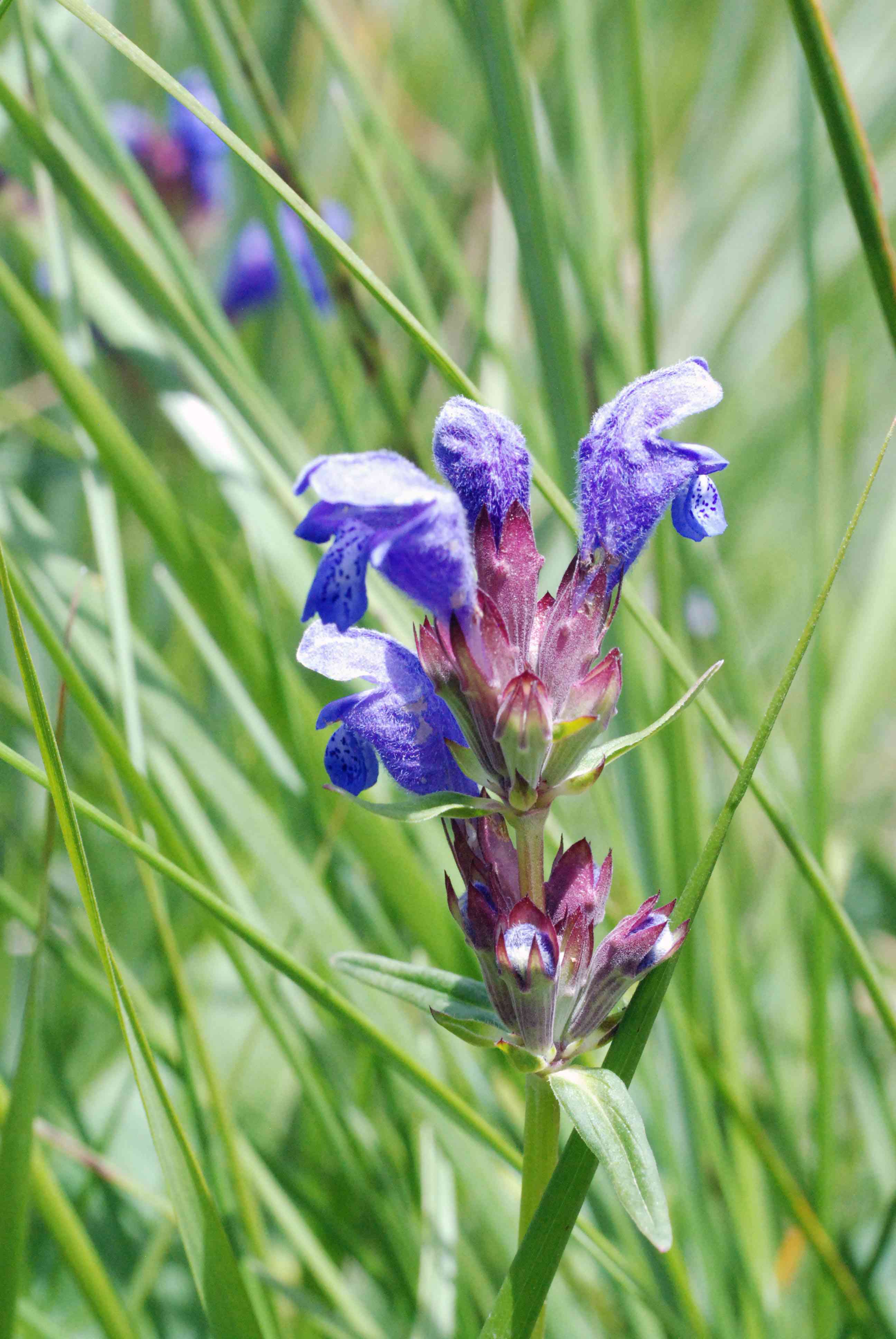 Dracocéphale de Ruysch, en gros plan, à la fin du mois de juin. &copy; BRETON François - Parc national du Mercantour