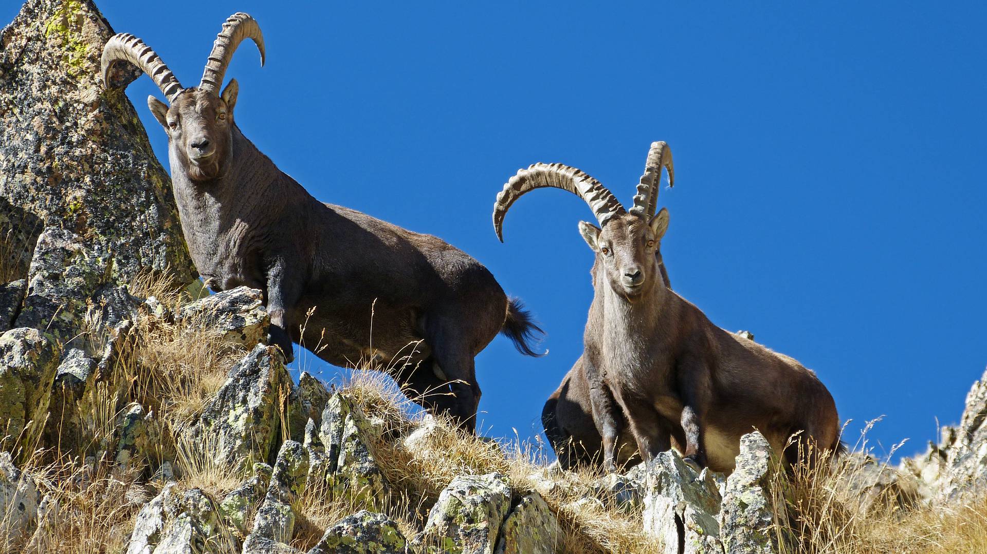 Bouquetin des Alpes mâles  (Capra ibex) à la cime de l'Agnel, sur fond de ciel bleu &copy; MALTHIEUX Laurent - Parc national du Mercantour